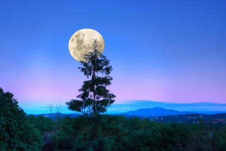 森林，暮光之城，月亮，晚上，树木