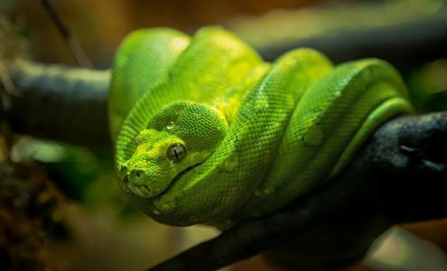 绿色的木蟒蛇，蛇，蟒蛇