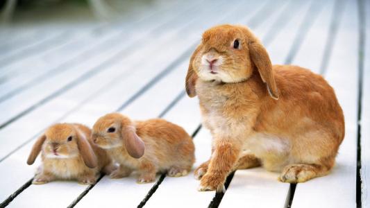 兔子，幼崽