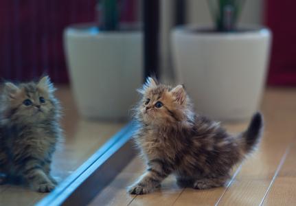 本杰明托德，黛西，小猫，镜子，反射