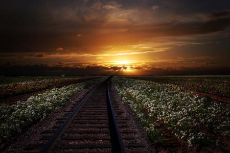 铁路，铁轨，鲜花，田野