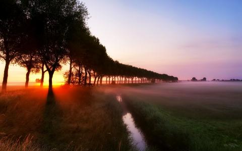 草，黎明，光线，流，雾，树