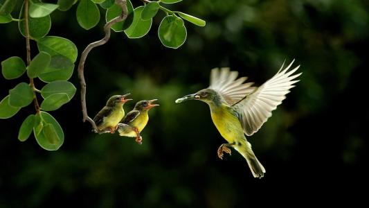 colibri，鸟