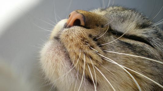一只猫的口吻，胡子，鼻子