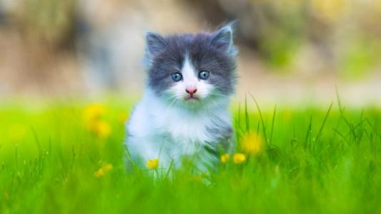 可爱，小猫，伤心，看，草，模糊