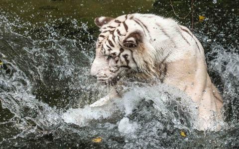 白虎，老虎，野猫，捕食者，枪口，轮廓，水，喷雾，洗澡，玩耍