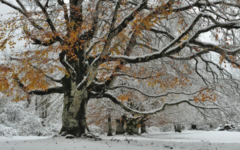 秋，自然，雪，树