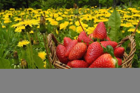 草莓，浆果，蒲公英，鲜花，篮子，草地