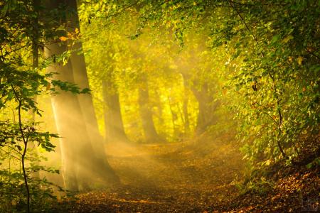 光，早晨，太阳，光线，森林，树木，叶子