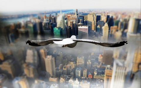 鸽子，纽约，从鸟瞰的城市景色