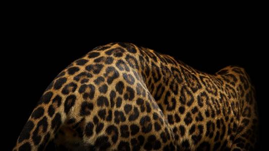 捷豹，野猫，黑暗的背景，皮肤，外套
