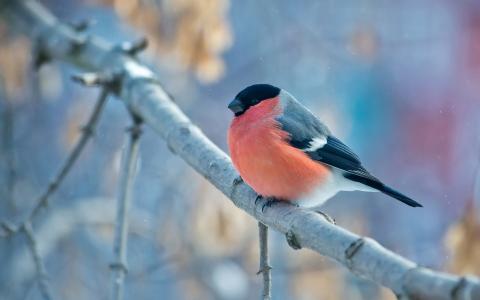 红腹灰雀，鸟，分支，冬天