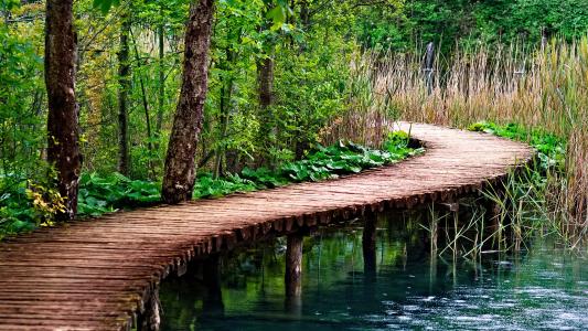 桥，池塘，睡莲