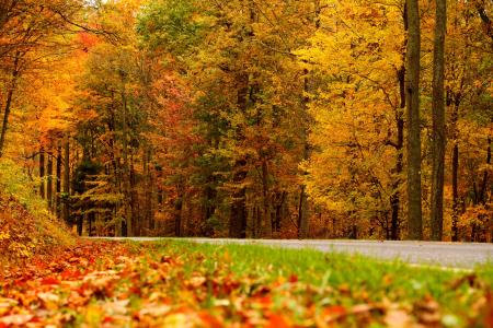 叶子，道路，多彩，树，秋，路径，颜色，性质，秋天
