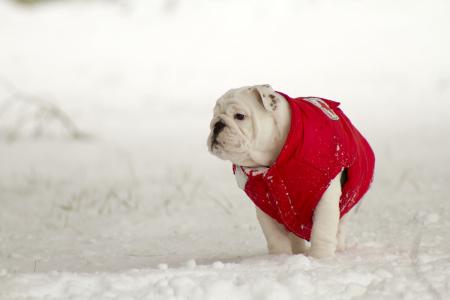 英国牛头犬，背心，雪，冬天，狗