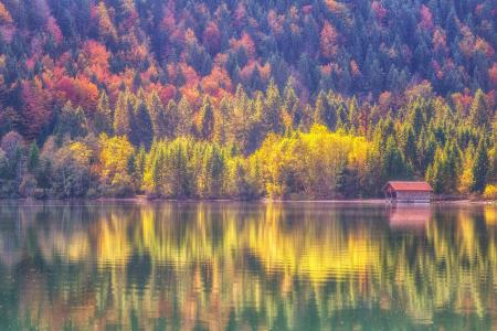 森林，秋，湖，反射