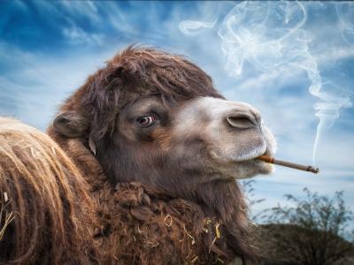 骆驼，香烟，烟雾，骆驼，万宝路