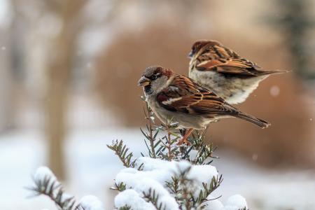 麻雀，鸟，冬天