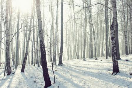 冬天，霜，雪，格罗夫，森林，性质