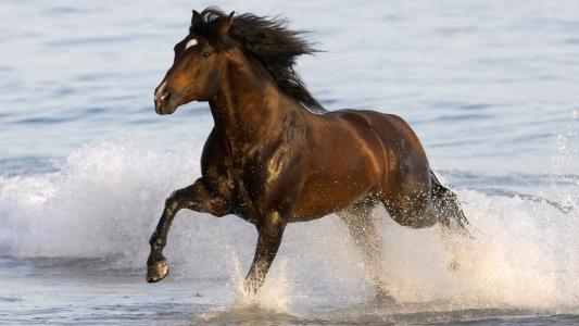 马，马，奔跑，海，水，马