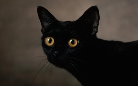 大琥珀眼睛，黑猫