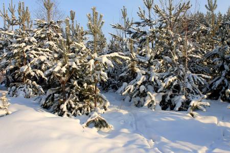 冬天，雪，树木，云杉