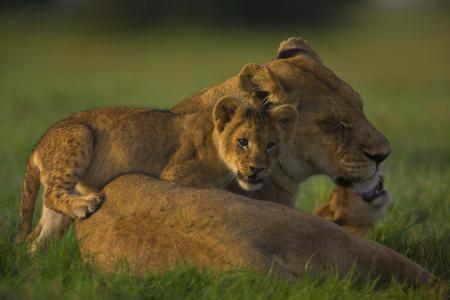 骄傲，狮子，母狮，家庭