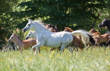马，马，牧群，夏天，草地，草地，（c）OliverSeitz