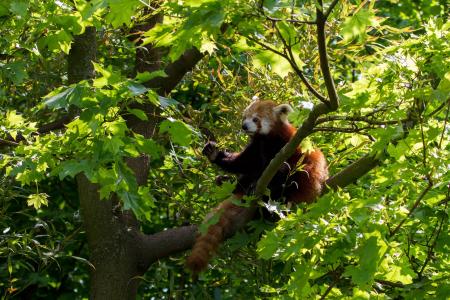 Roter Panda，在树上