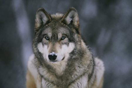 狼，野兽，捕食者，森林，雪