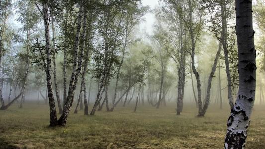 森林，格罗夫，桦木，雾
