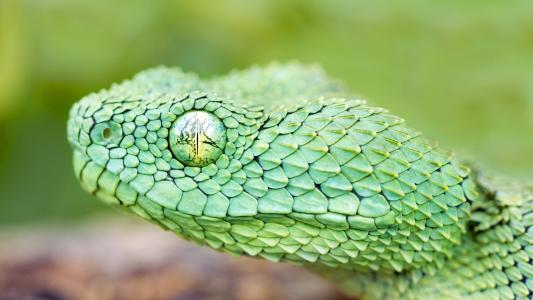 蜥蜴，绿色爬行动物，眼睛