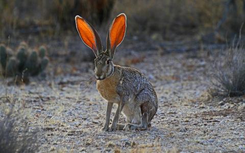 野兔，耳朵，草，自然