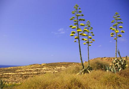 在Dweira，戈佐岛，马耳他开花的龙舌兰美国植物