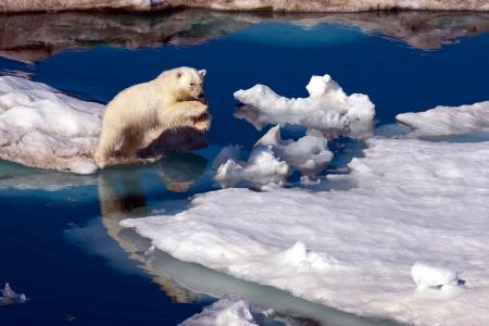 北极熊，北极，浮冰，飞跃