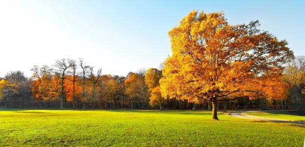 花园，景观，自然，全景，秋天的树木，美丽