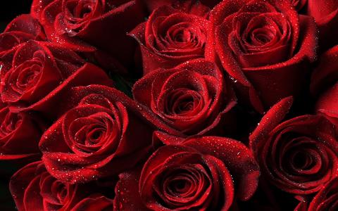 玫瑰，红色，滴，花束