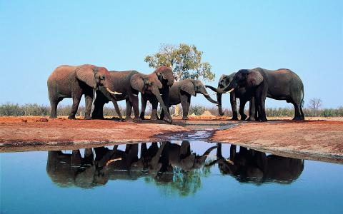 大象，水，树干