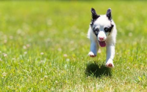 狗，跑步，舌头，草地，三叶草