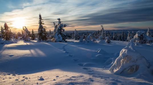 挪威，挪威，冬天，雪，冷杉，痕迹