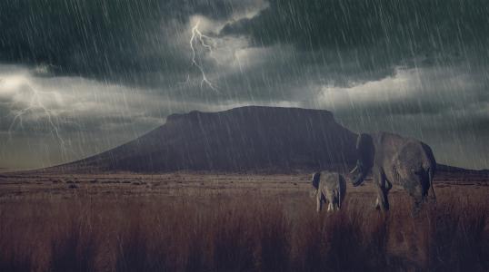大象，大象，幼崽，大草原，雷暴，闪电，雨，山