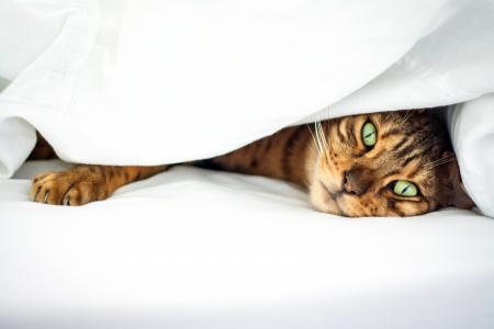 猫，条纹，绿色的眼睛，床