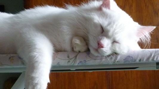 安哥拉，猫，睡觉，上，中，熨烫，板，壁纸