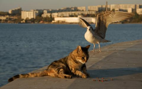 鸥，猫，码头