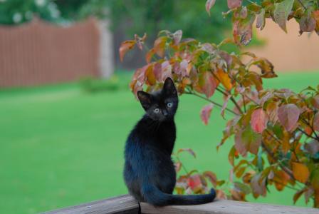 黑色的小猫，猫，猫，小猫，树叶，树枝