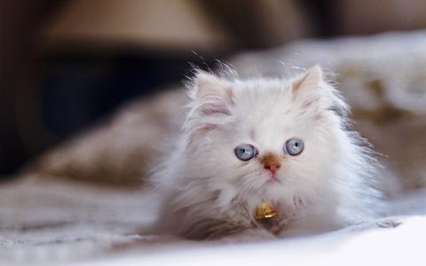 喜马拉雅猫，波斯色点，小猫，蓝眼睛，看