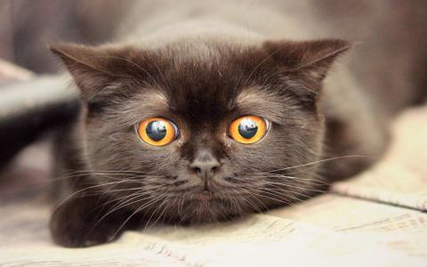猫，黑色，看，眼睛，报纸