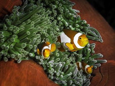 珊瑚，小丑鱼