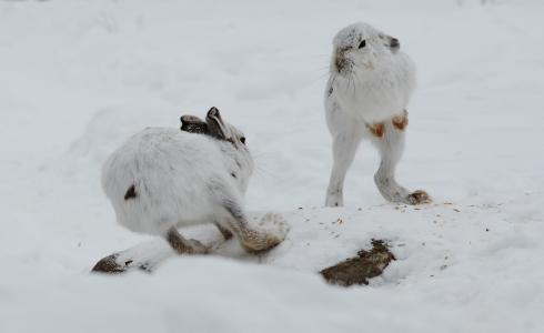 野兔，会议，反汇编，冬天，雪