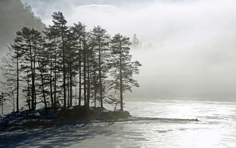 树，雾，大自然，湖，早晨